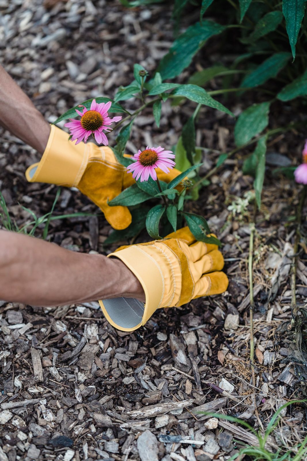 Planting av blomster i bed – hagearbeid